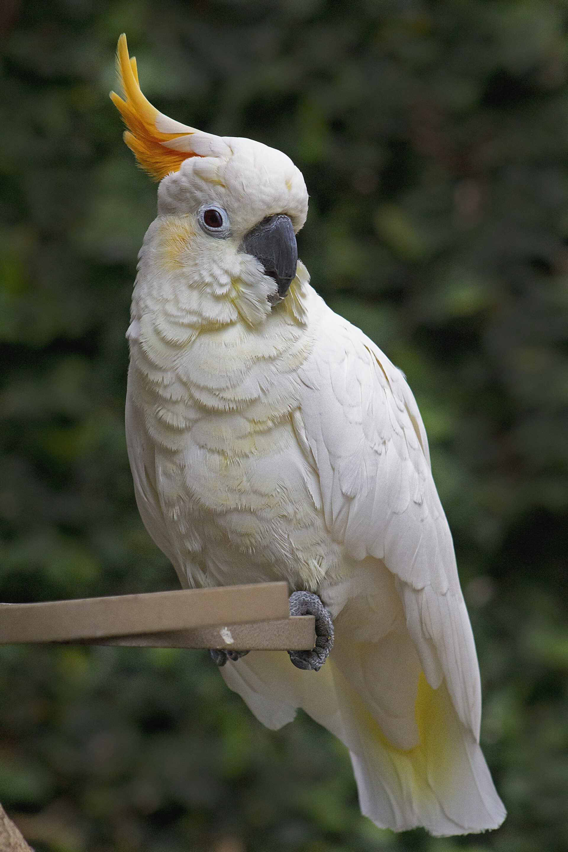 Gidget, a Citron-Crested Cockatoo at Bloedel Conservatory, March 2019