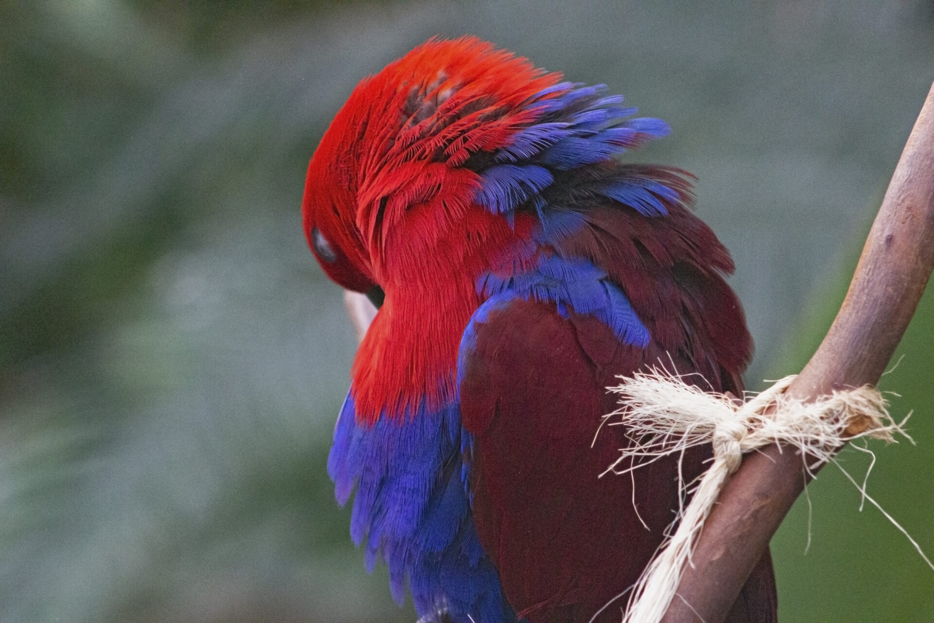 Female Eclectus Parrot, Bloedel Conservatory, March 30, 2019