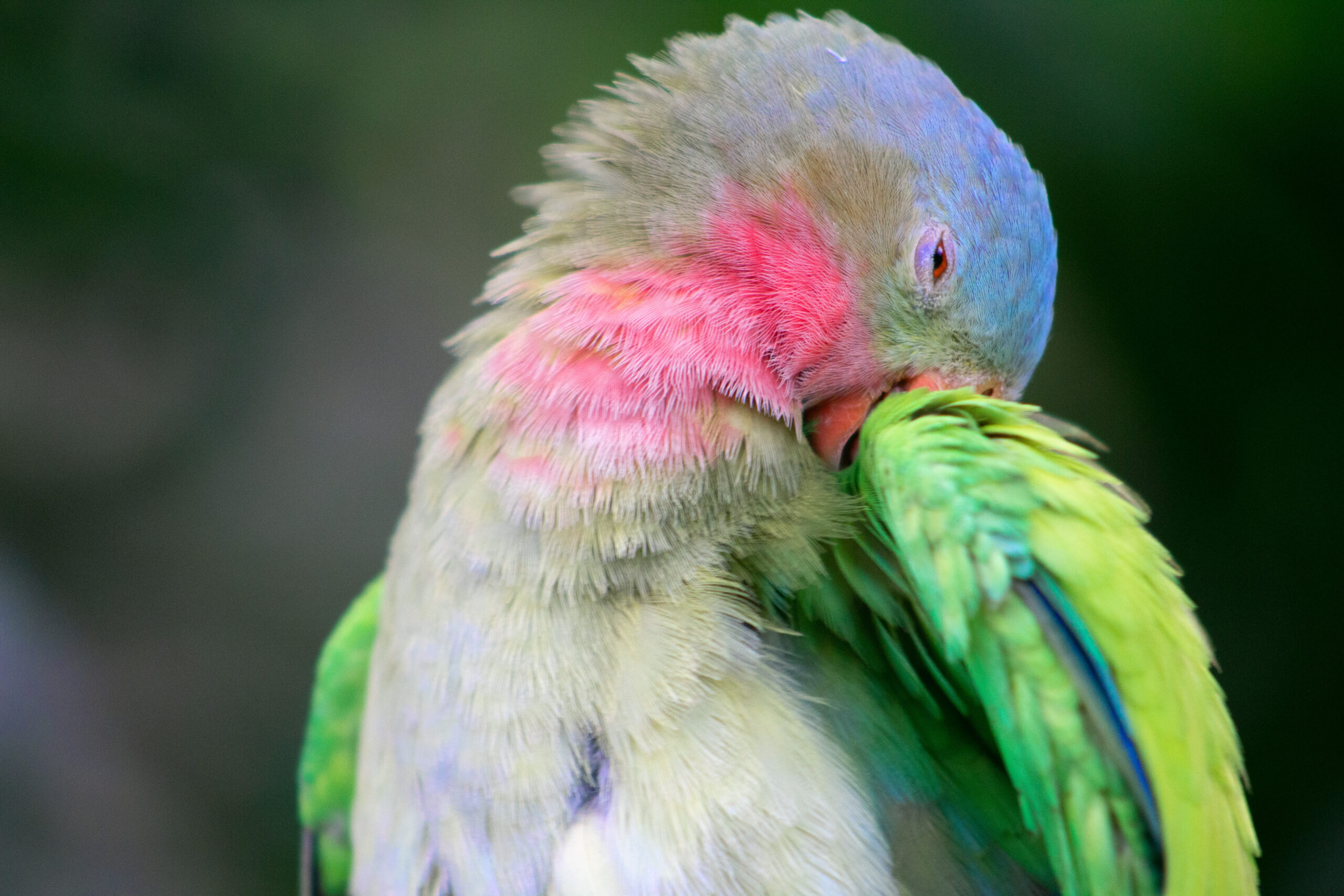 Princess Parrot at Bloedel Conservator, March 2019
