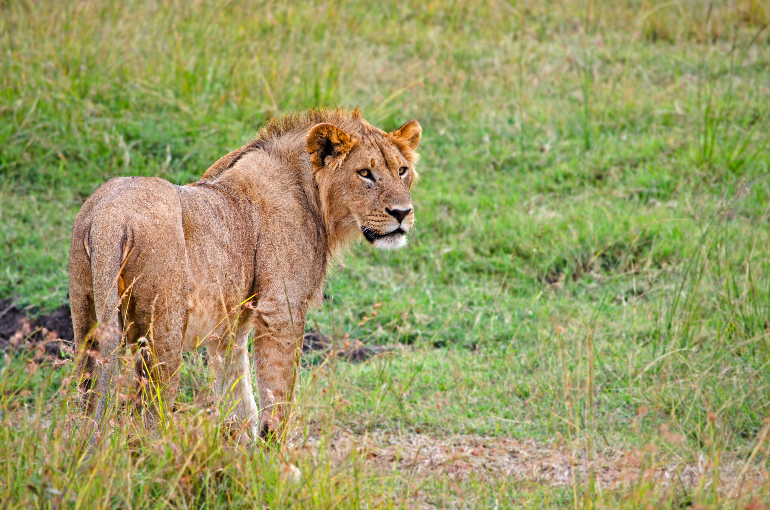 Young Male Lion, August 2019