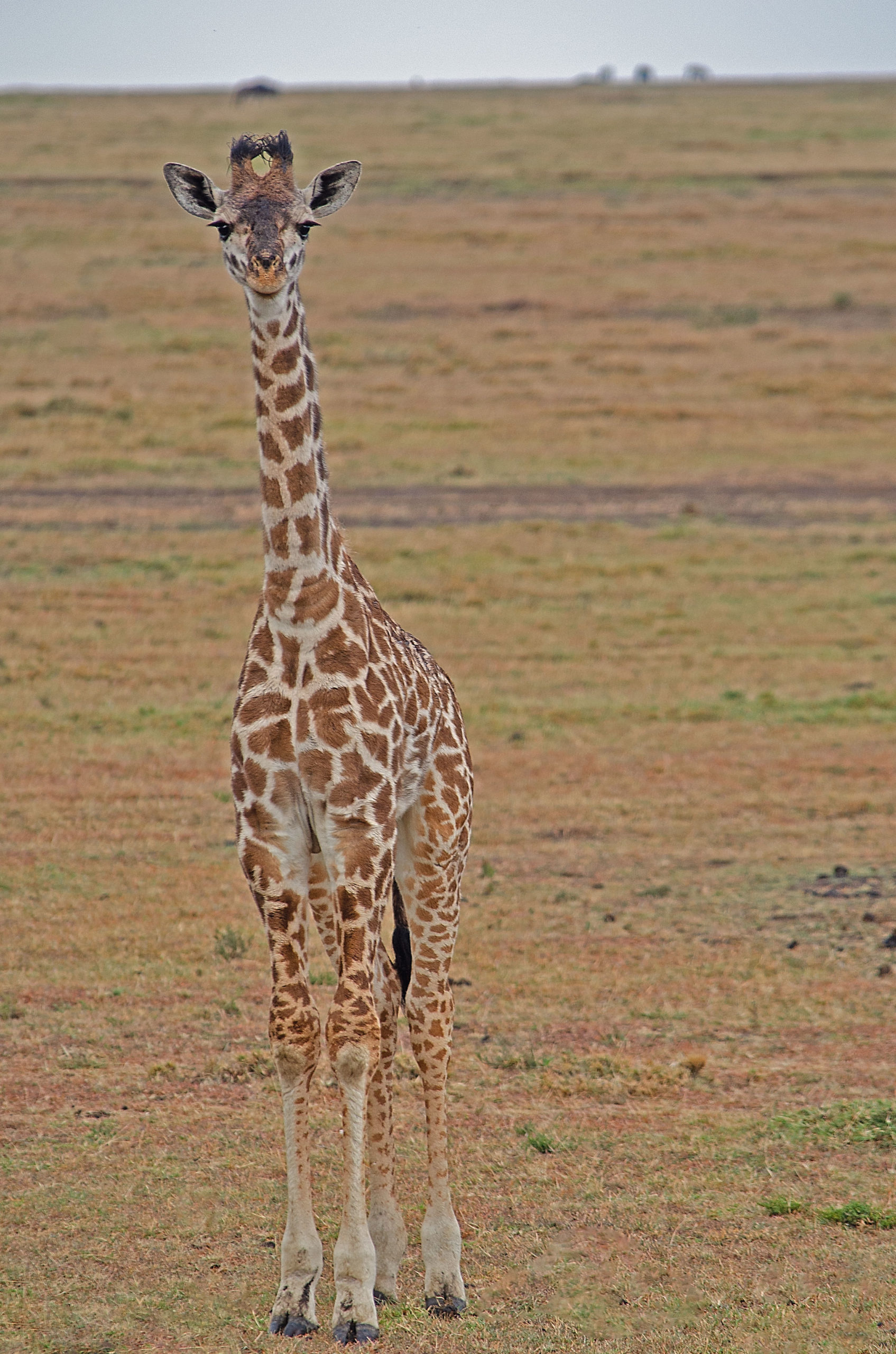 Young Giraffe