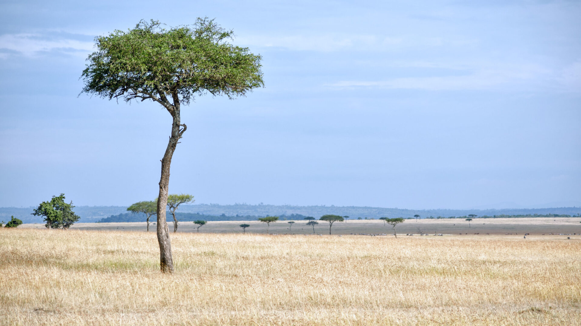 Tree in the Mara