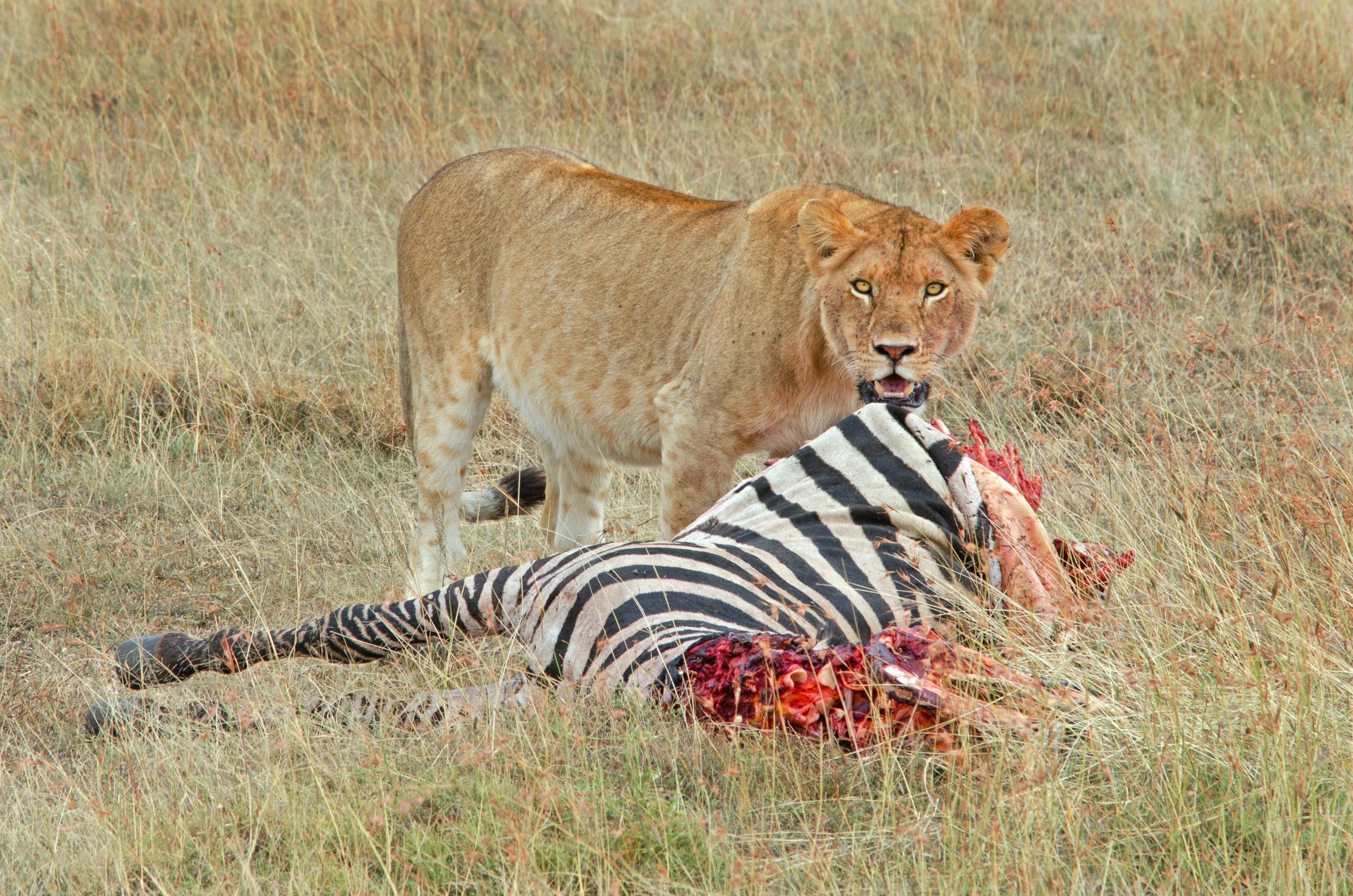 Lioness with a Kill