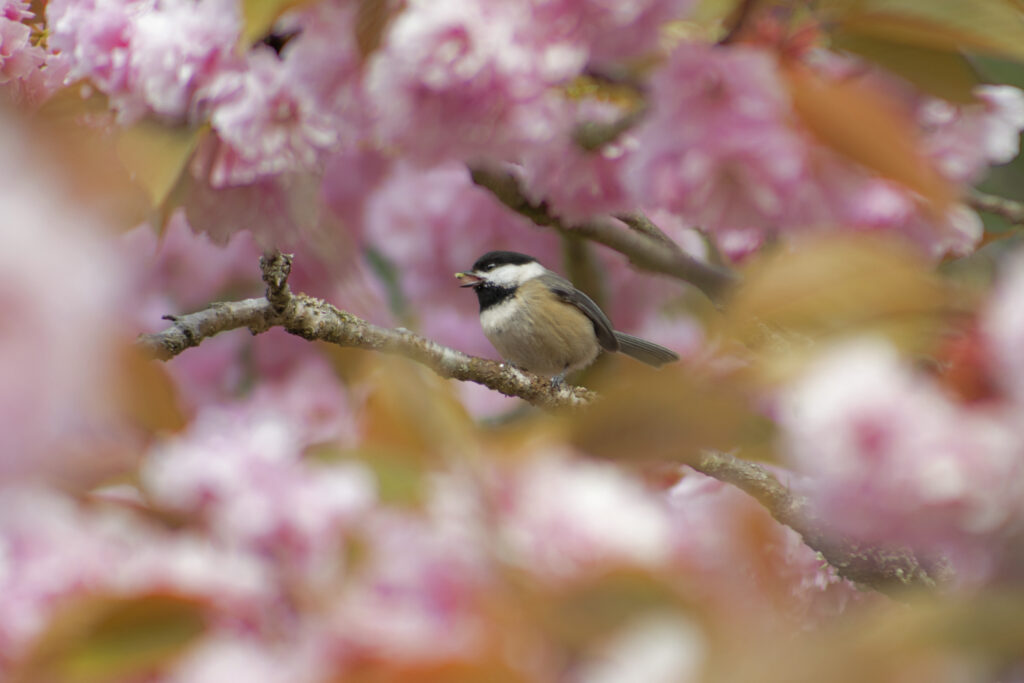 Black Capped Chickadee in Blossoms, Having a Snack, April 25, 2021