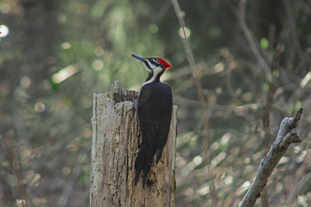 Female Pileated Woodpecker, March 16, 2021
