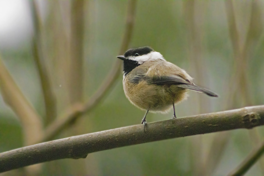 Black Capped Chickadee, March 27, 2021