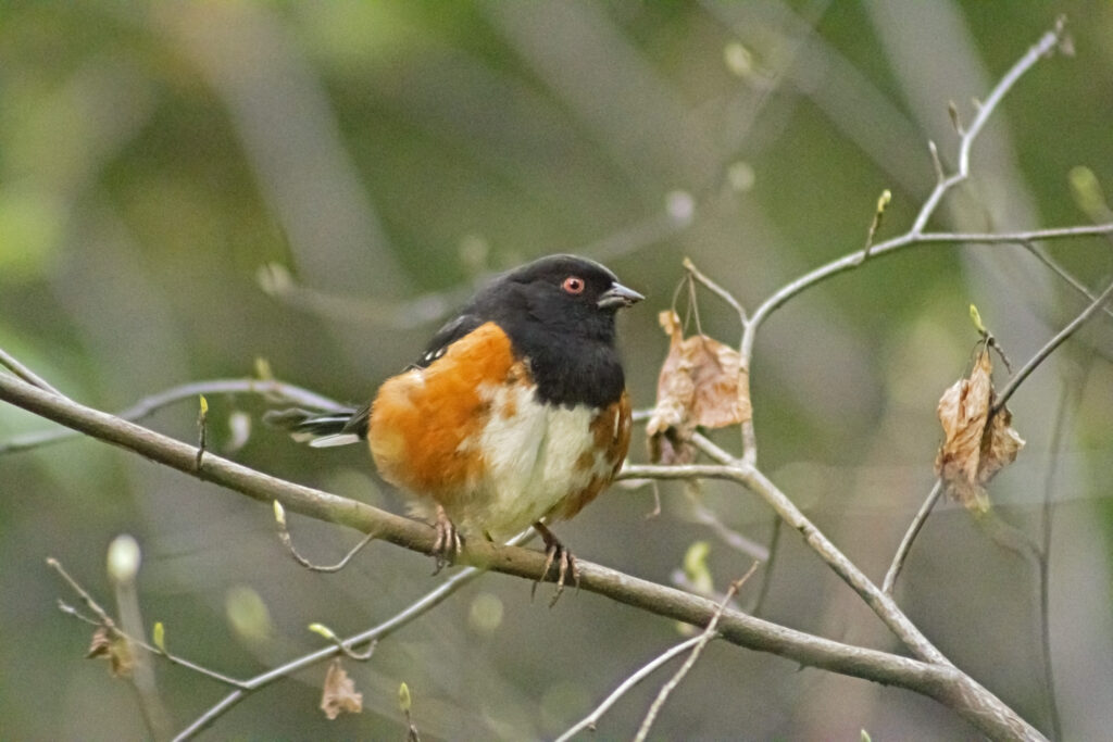 Spotted Towhee, April 8, 2021