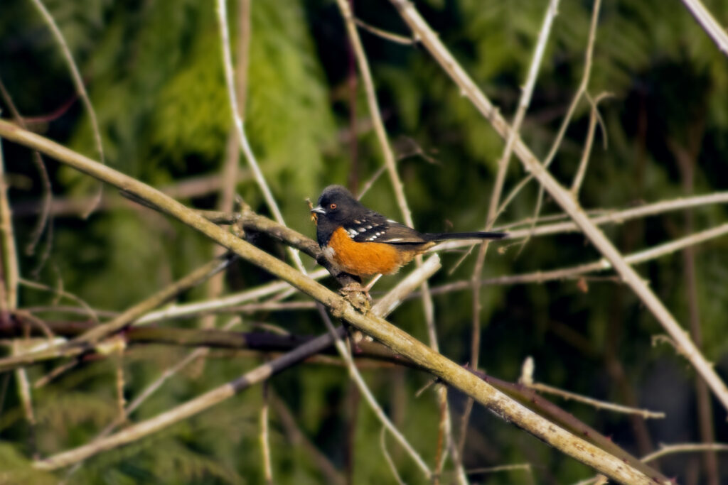 Spotted Towhee, March 17, 2021