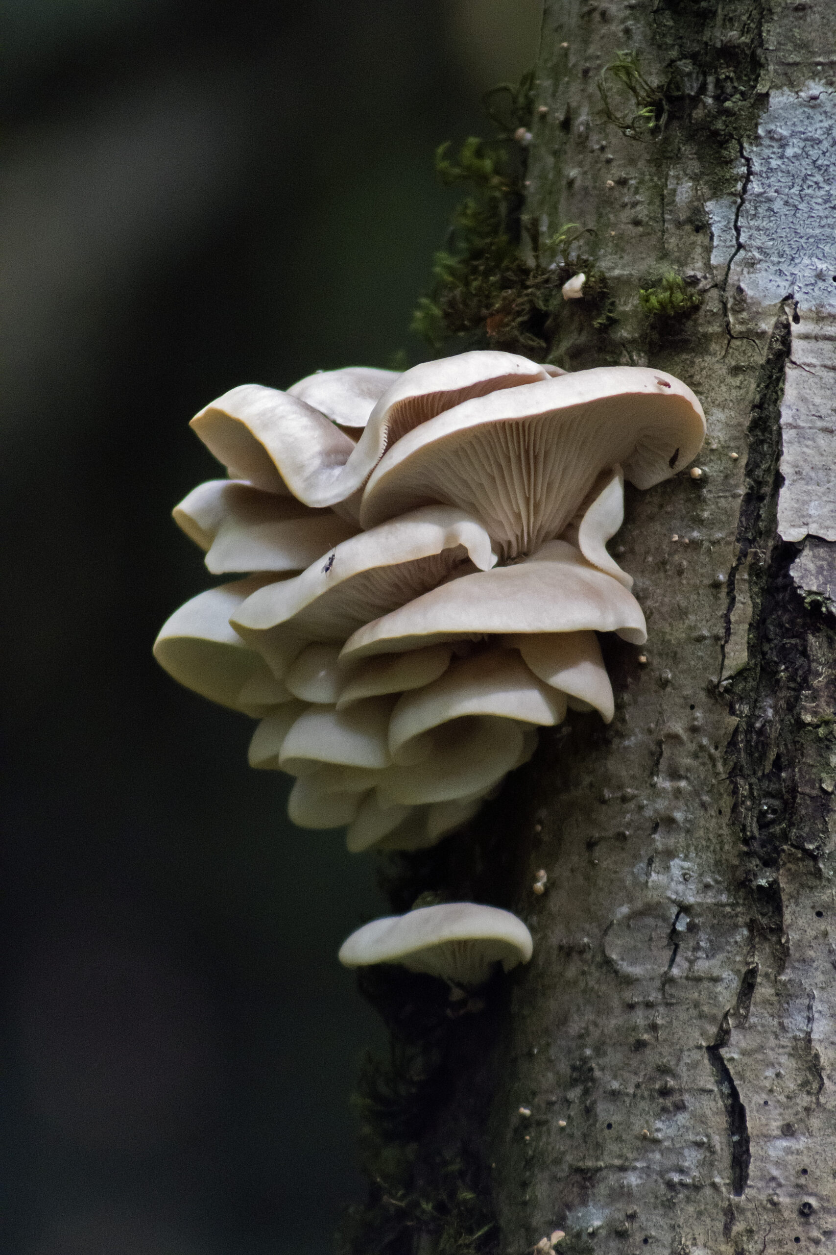 Possibly Oyster Mushrooms, May 12, 2021