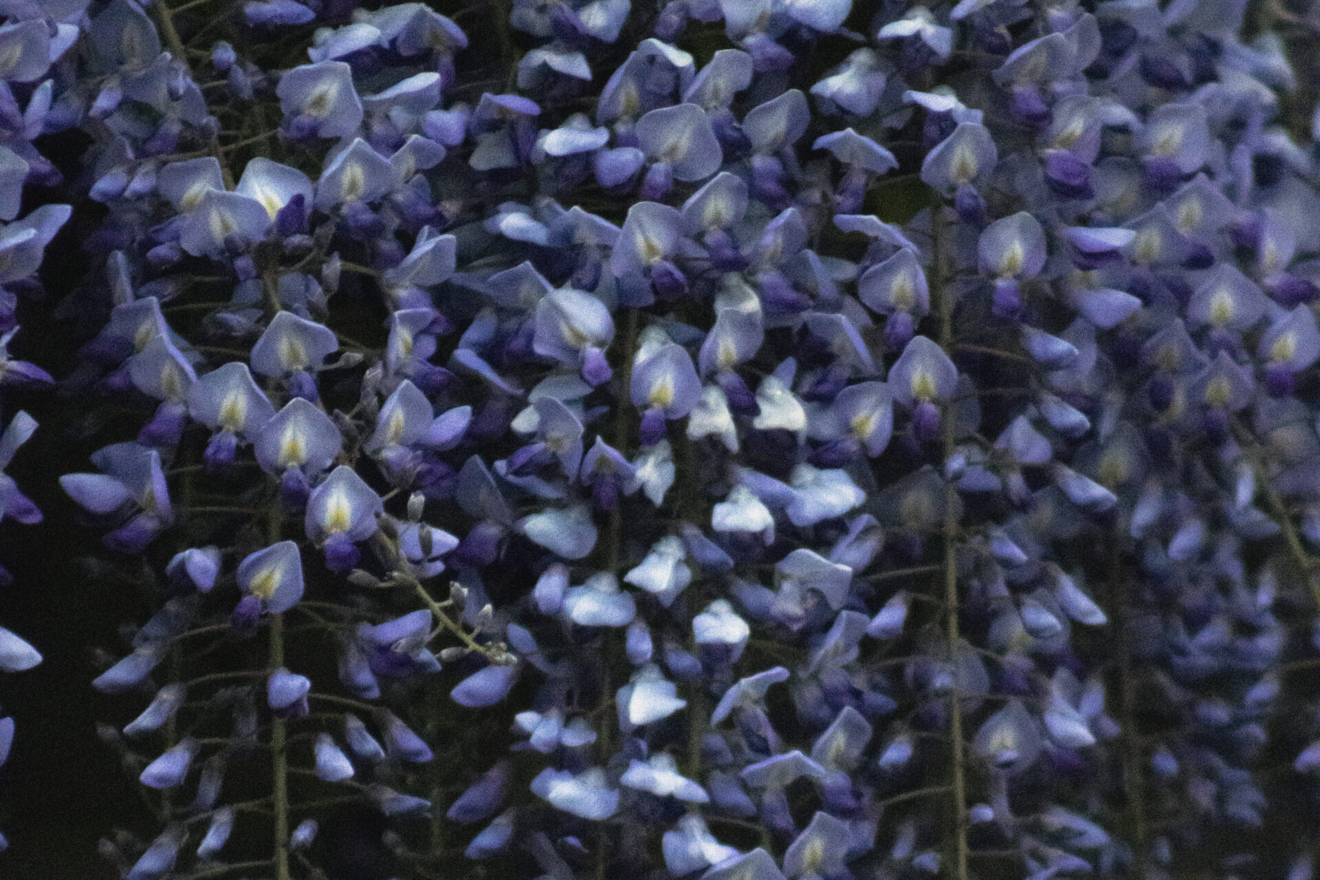 Wisteria Flowers, May 13, 2021