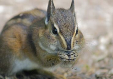 Chipmunk, May 21, 2021