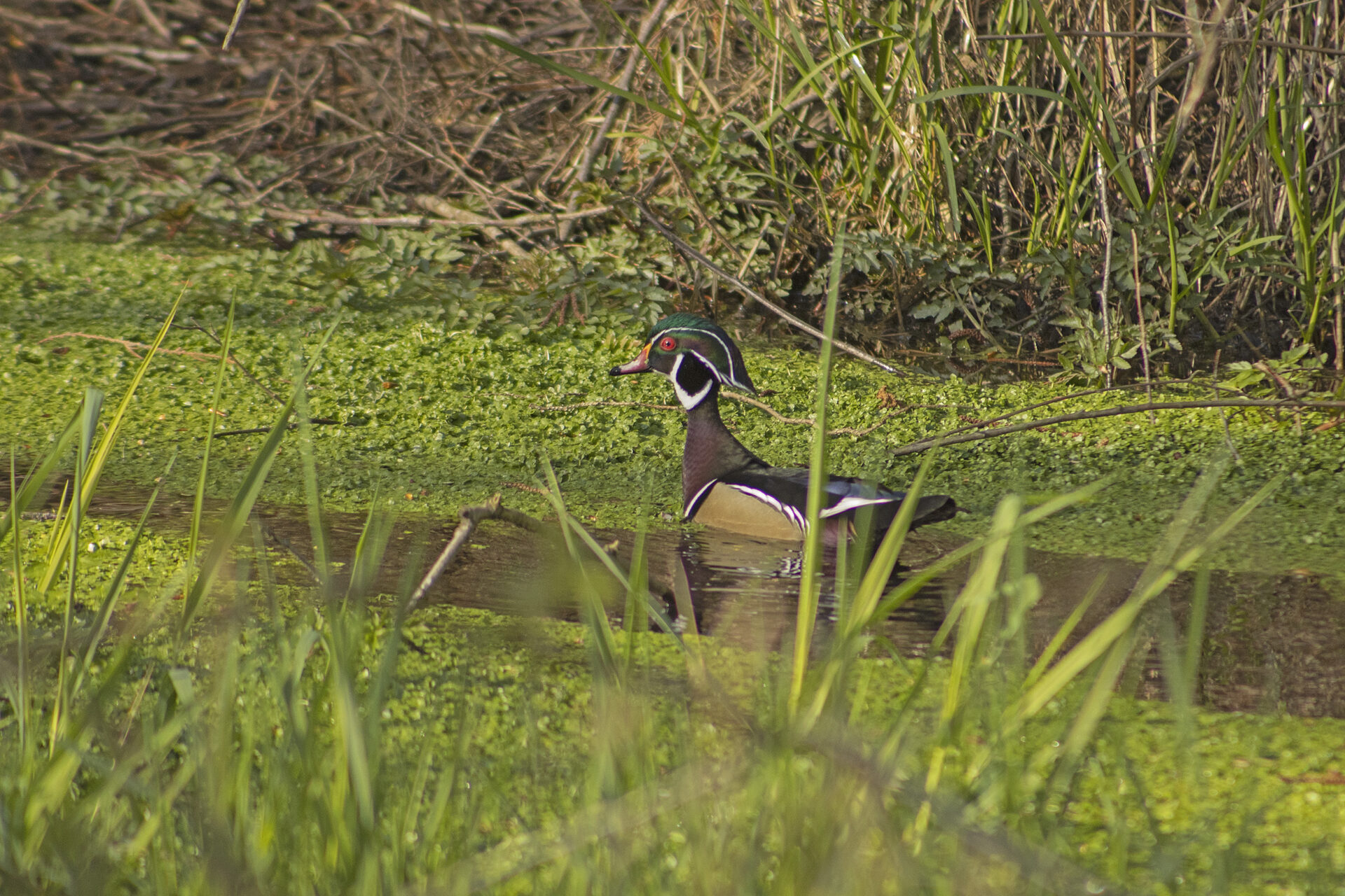 Male Wood Duck, April 10, 2021