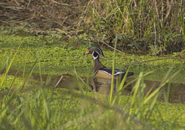 Male Wood Duck, April 10, 2021