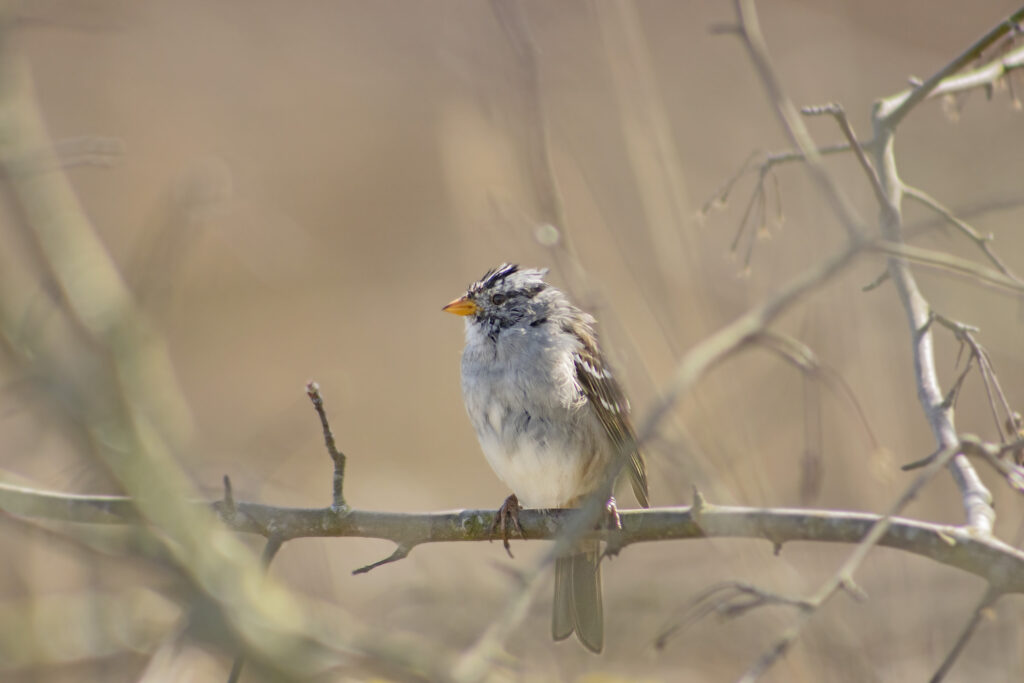 White-Crowned Sparrow, Boundary Bay, April 5, 2021