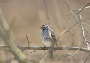 White Crowned Sparrow