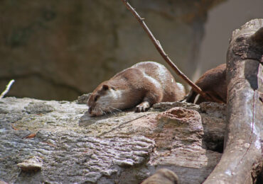 Asian Small-Clawed Otter, Woodland Park Zoo, July 16, 2017