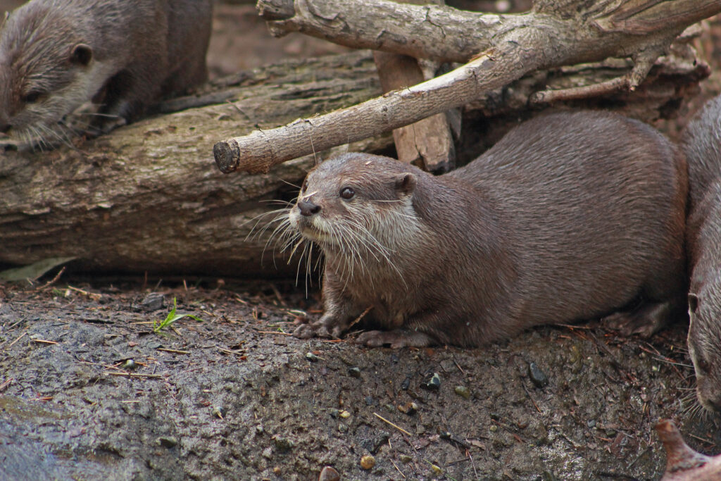 Asian Small-Clawed Otters, Woodland Park Zoo, July 16, 2017