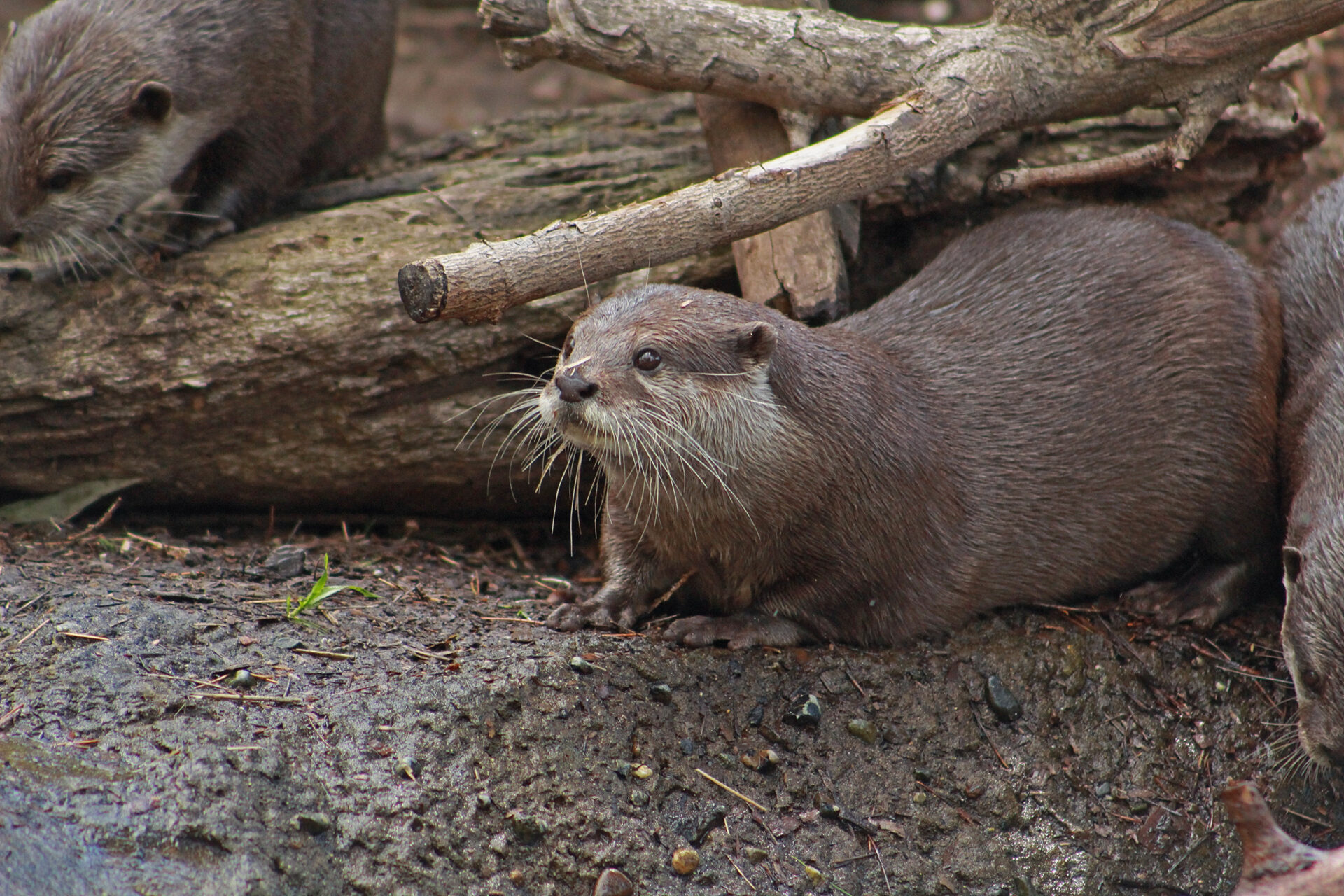 Asian Small-Clawed Otter, Woodland Park Zoo, July 16, 2017