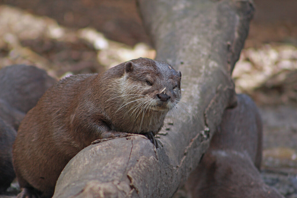 Asian Small-Clawed Otters, Woodland Park Zoo, July 16, 2017