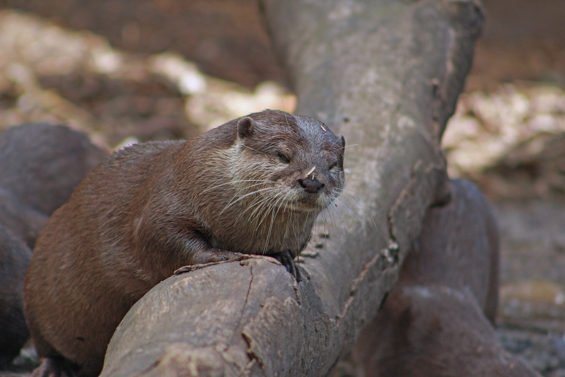 Asian Small-Clawed Otter, Woodland Park Zoo