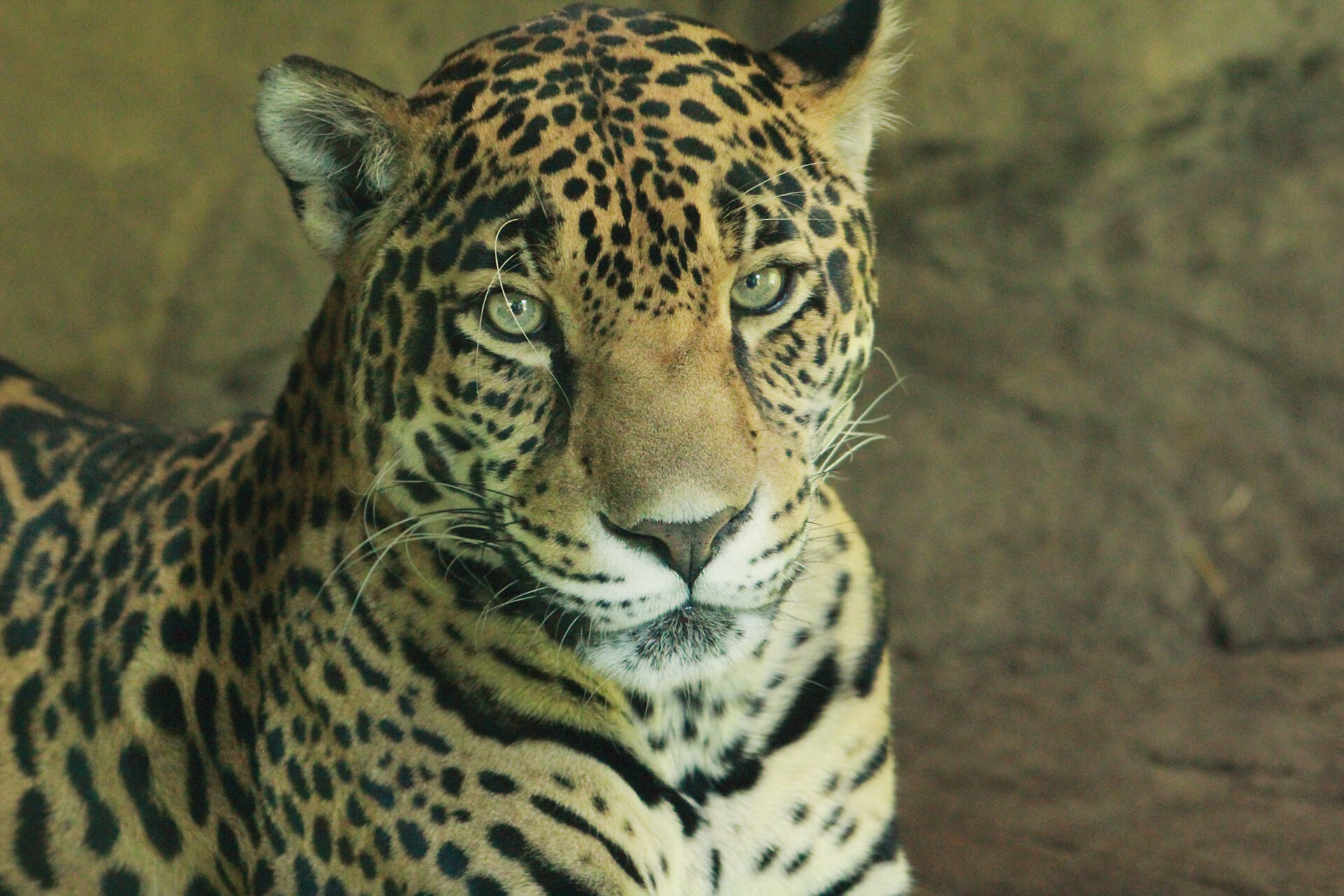 Jaguar, Woodland Park Zoo, July 16, 2017