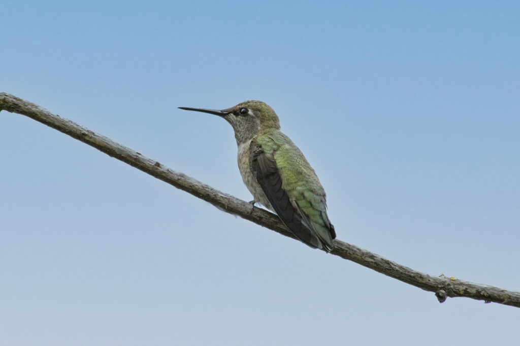 Anna's Hummingbird, June 19 2021