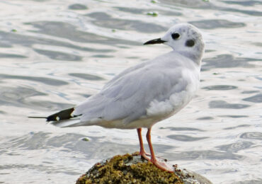 Bonaparte's Gull, August 15, 2021