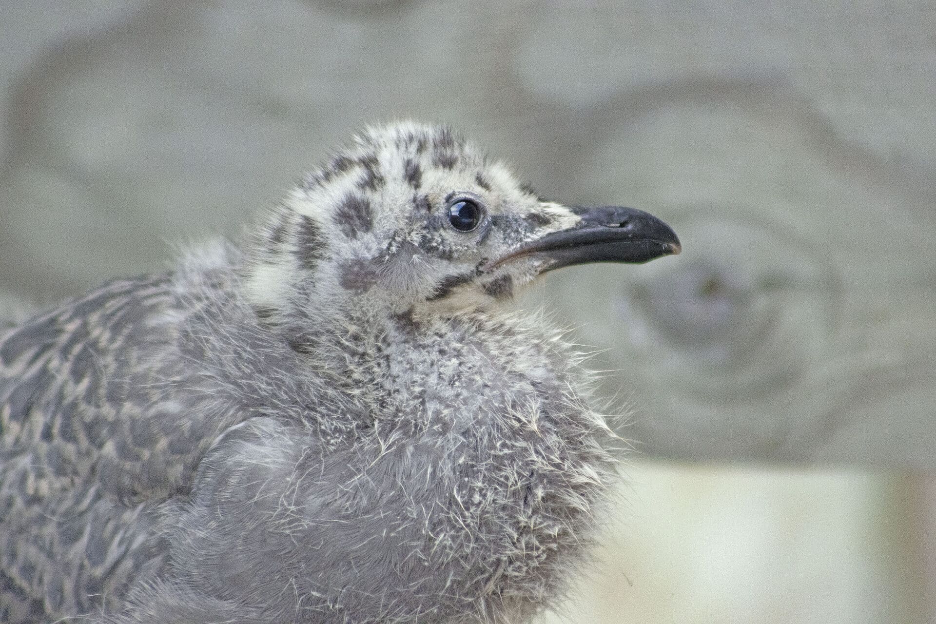 Seagull fledgling, August 15, 2021