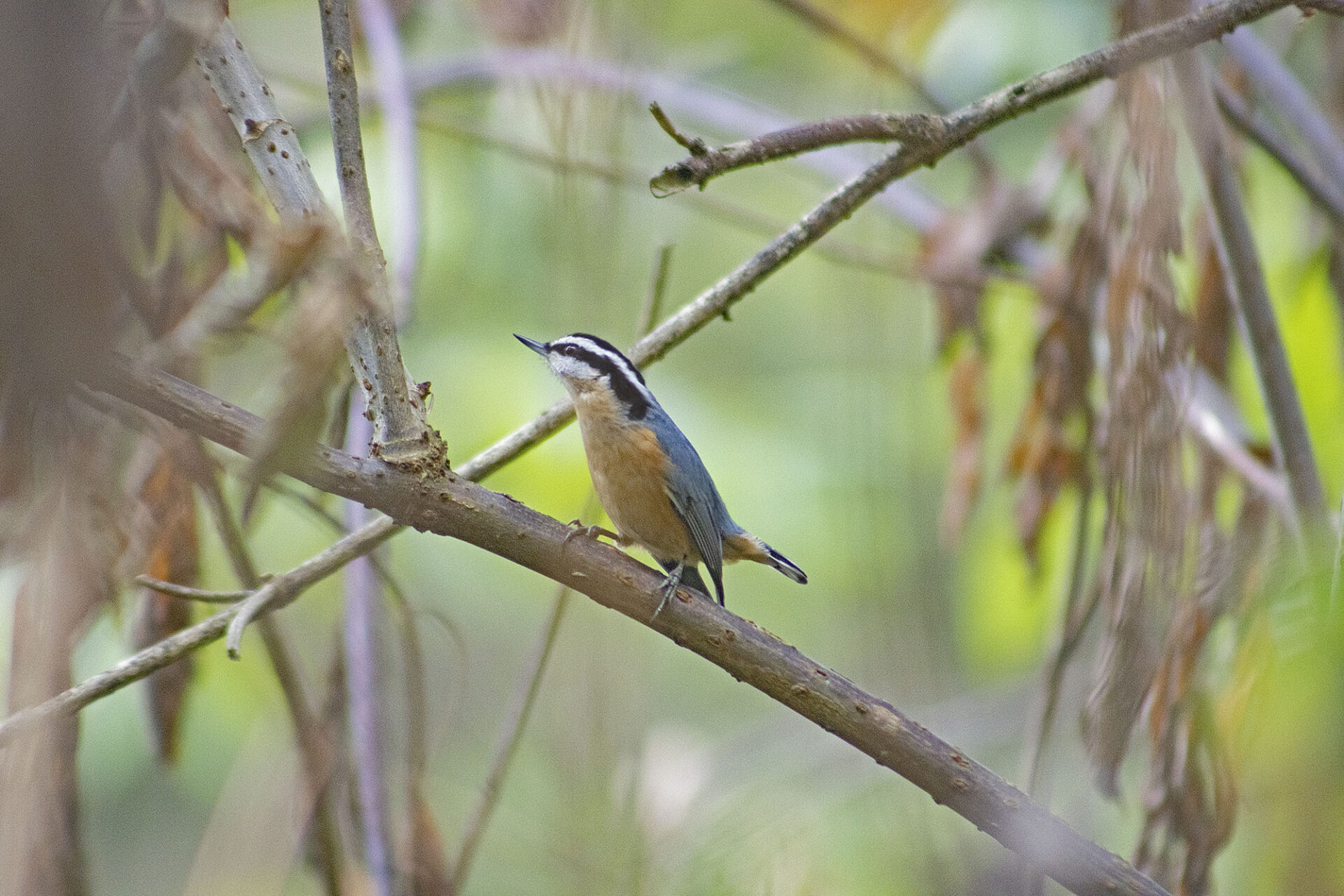 Red-breasted Nuthatch, August 16, 2021