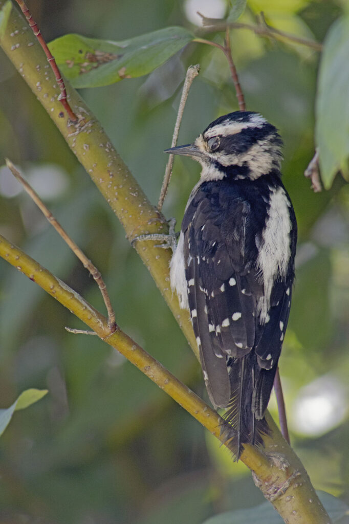 Downy Woodpecker Mid-Blink, Burnaby Lake, July 19, 2021