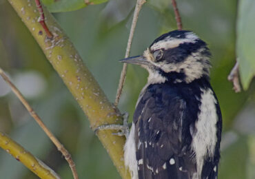 Downy Woodpecker Cover Photo
