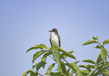 Eastern Kingbird, July 19, 2021