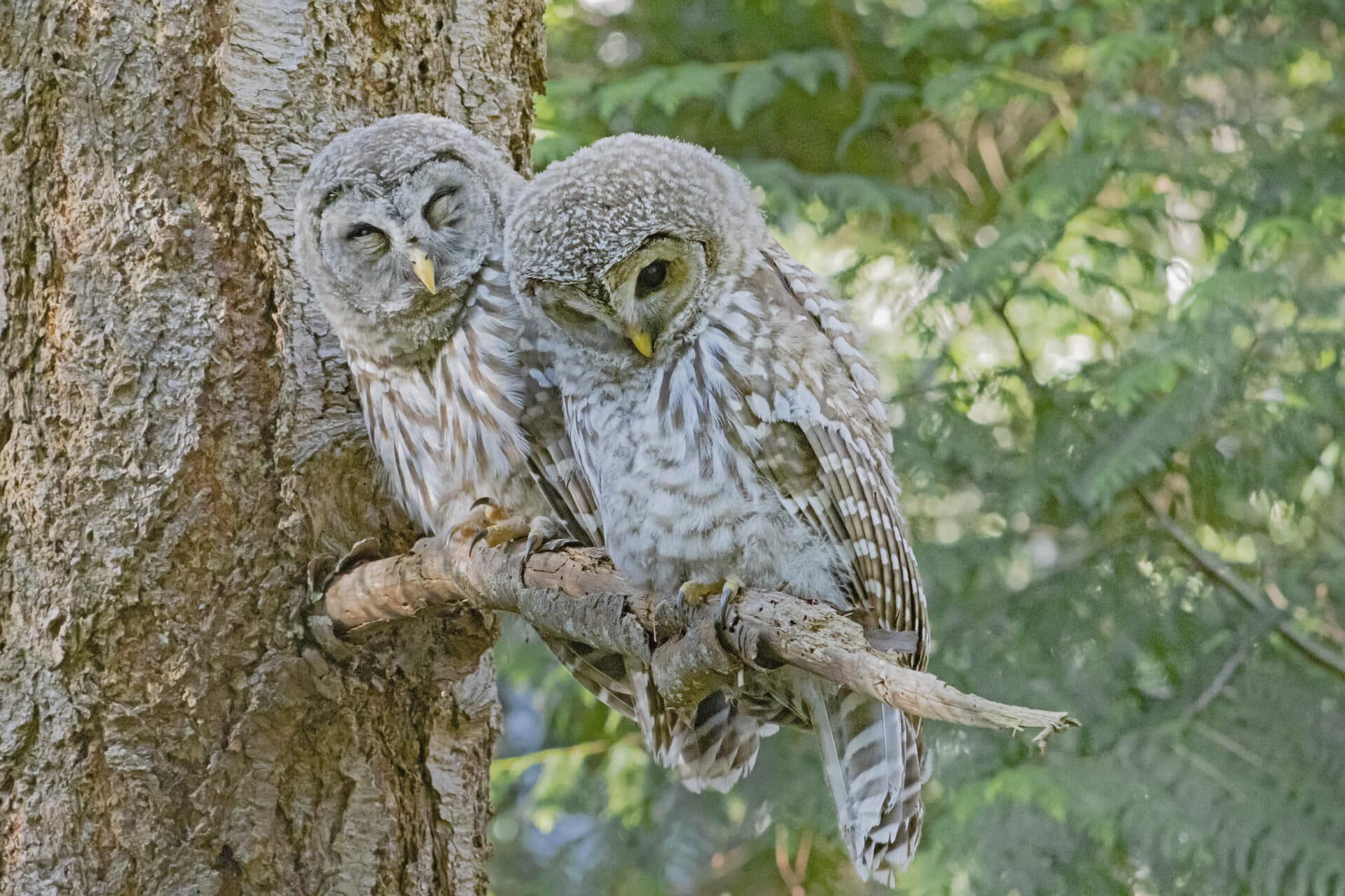 Barred Owlets, July 15, 2021
