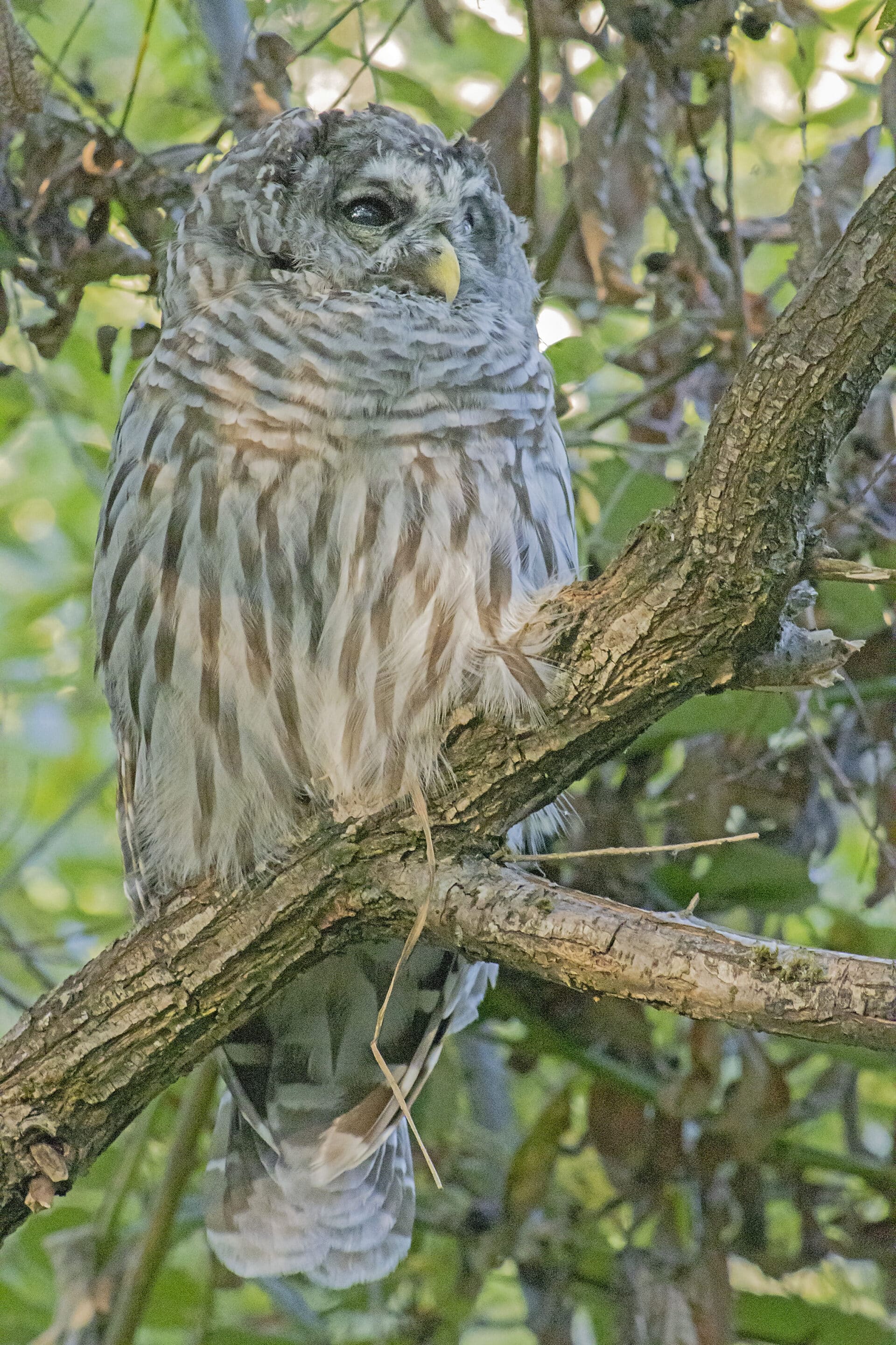 Barred Owl, August 23, 2021