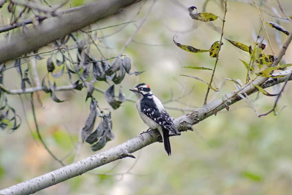 Downy Woodpecker, October 1, 2021
