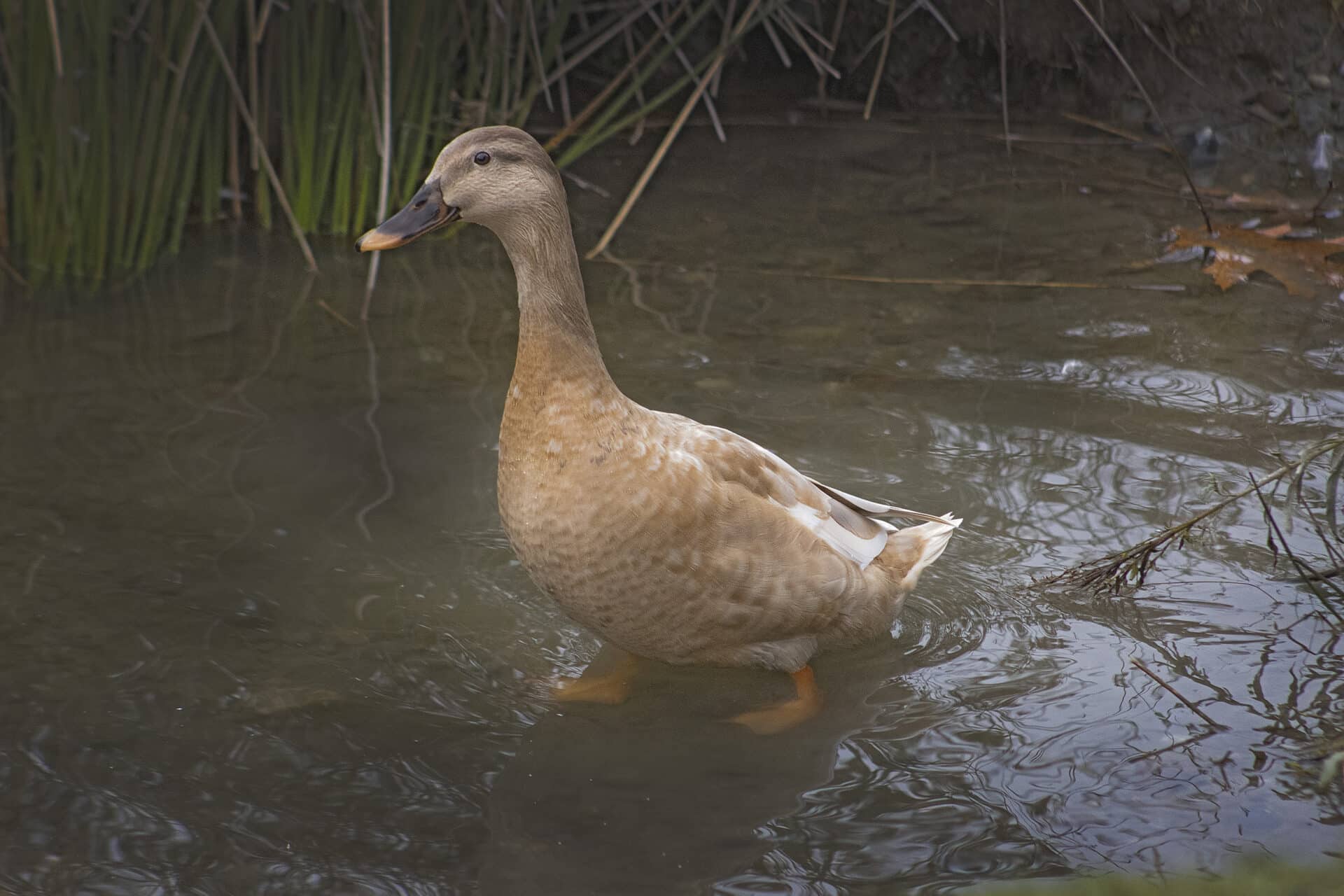 Leucistic Mallard Duck, October 13, 202