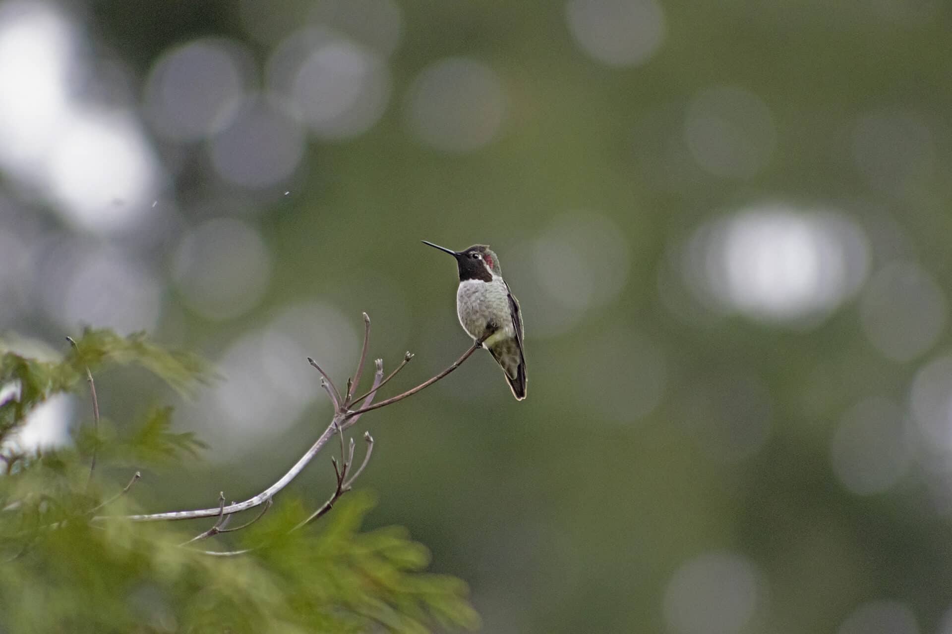 Anna's Hummingbird, October 13, 2021