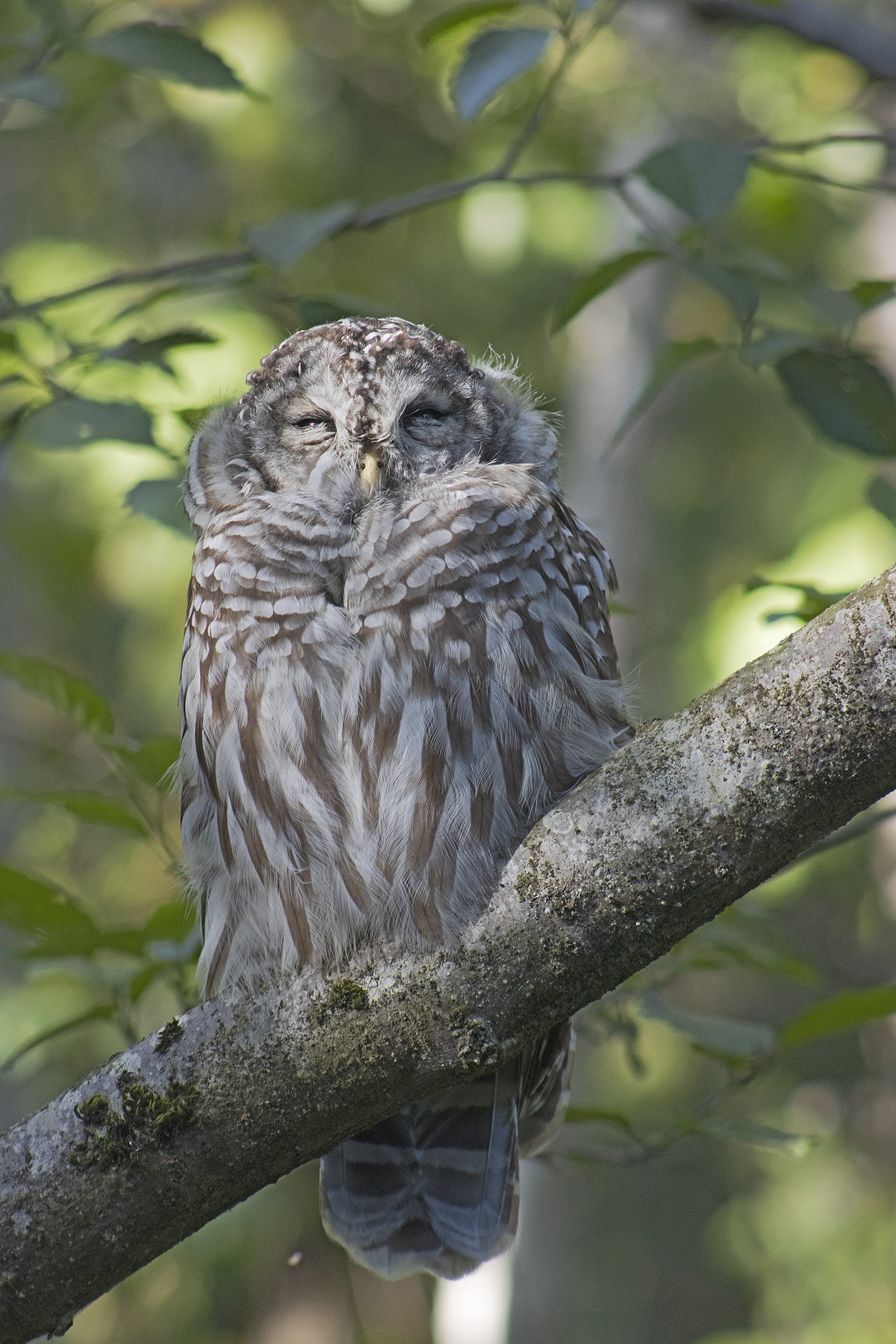 Barred Owl, September 21, 2021