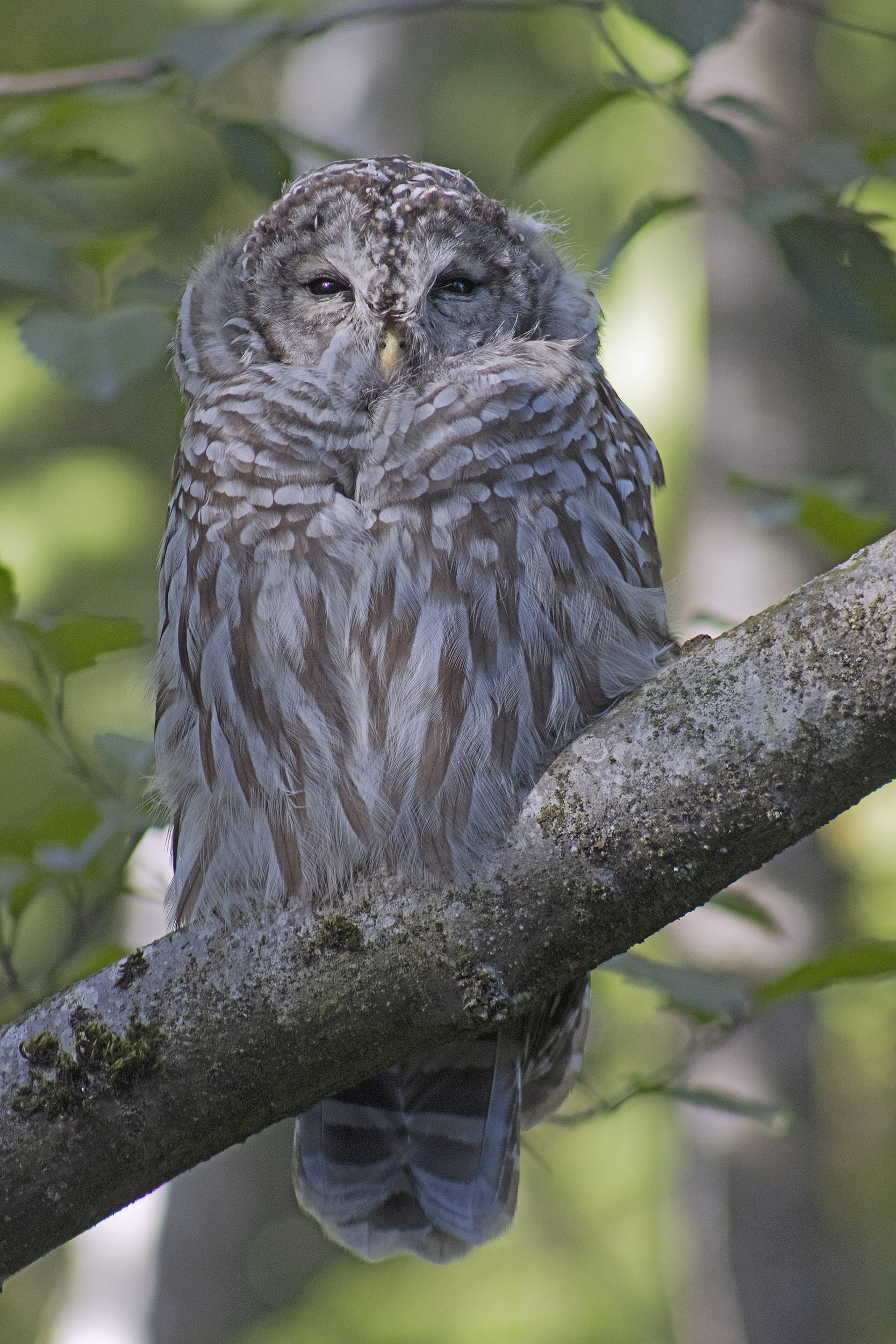Barred Owl, September 21, 2021