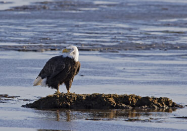 Bald Eagle, November 23, 2021