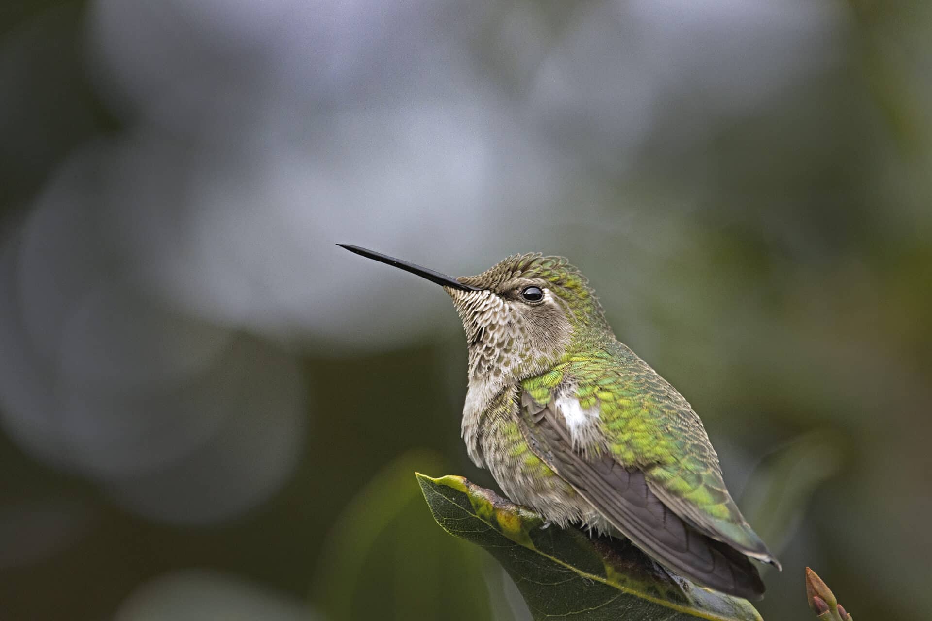 Anna's hummingbird, November 24, 2021