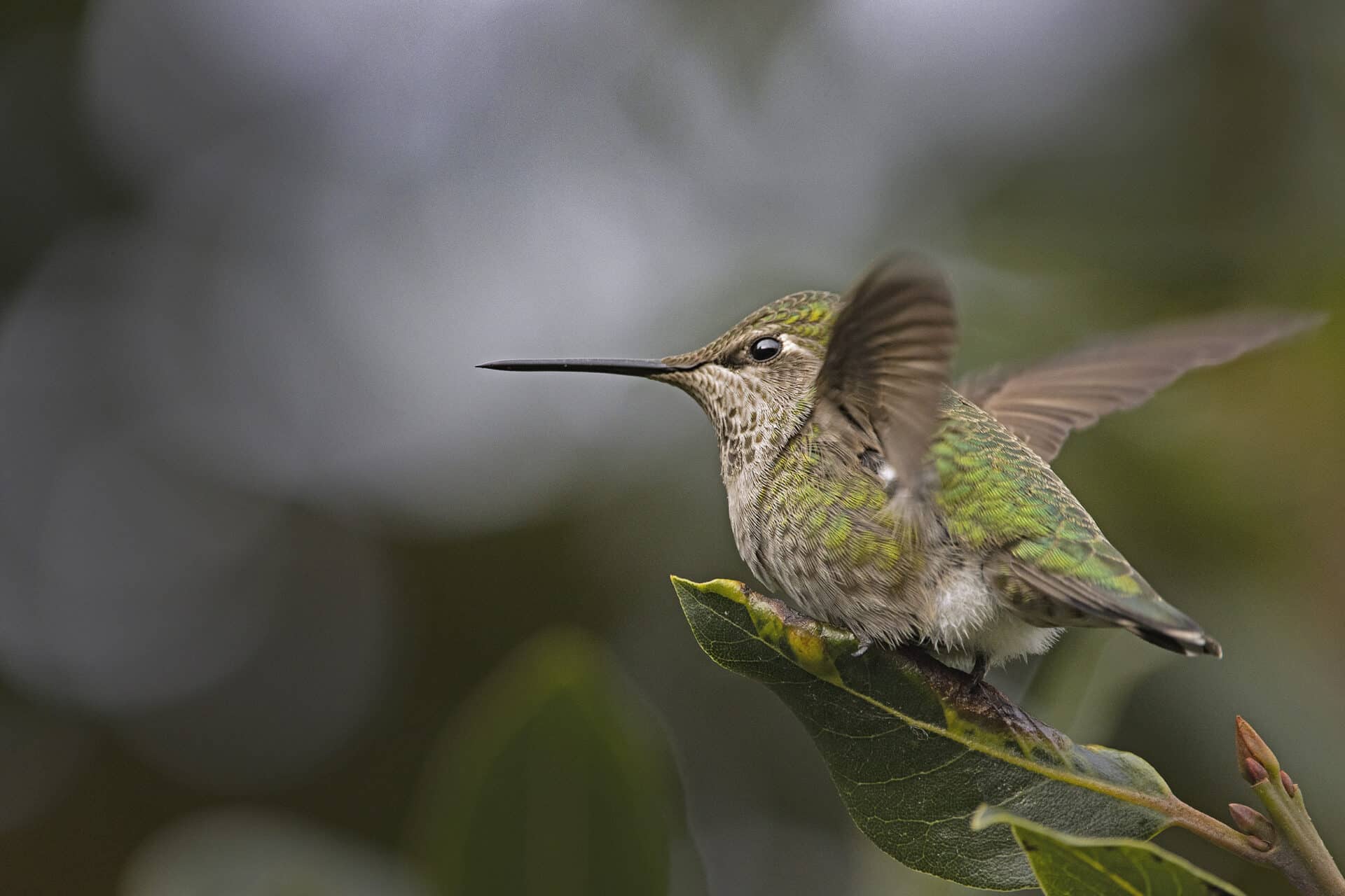 Anna's hummingbird, November 24, 2021