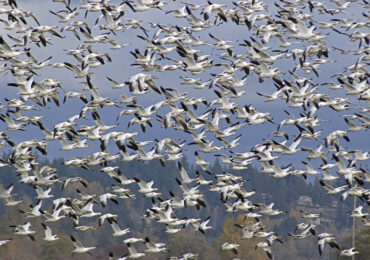 Lesser Snow Geese, November 5, 2021