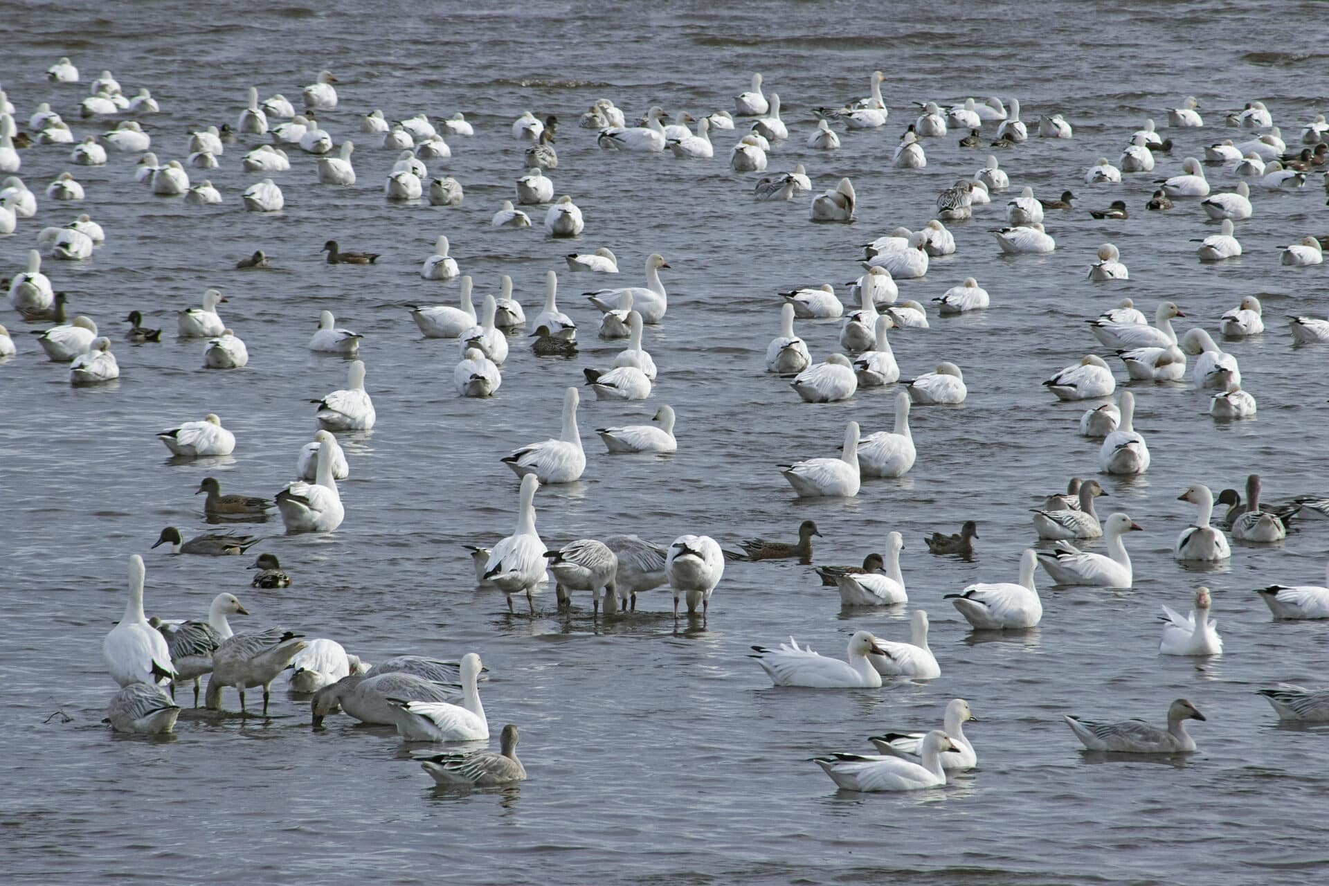 Lesser Snow Geese with Northern Pintails and American Wigeons, November 5, 2021