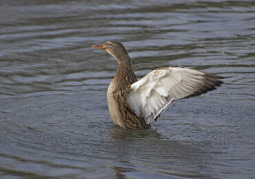 Mallard Duck, November 19, 2021