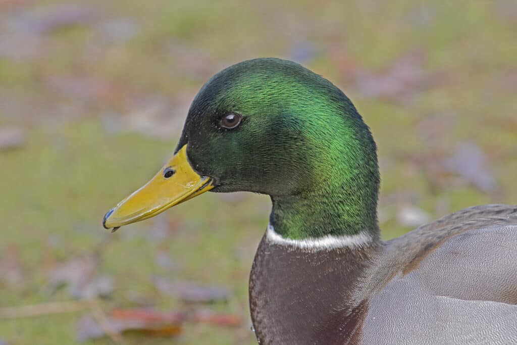 Male Mallard Duck, November 21, 2021