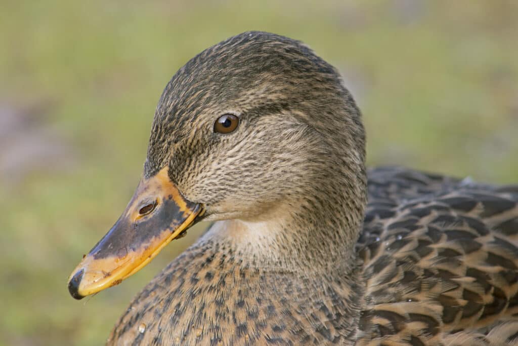 Female Mallard Duck, November 21, 2021