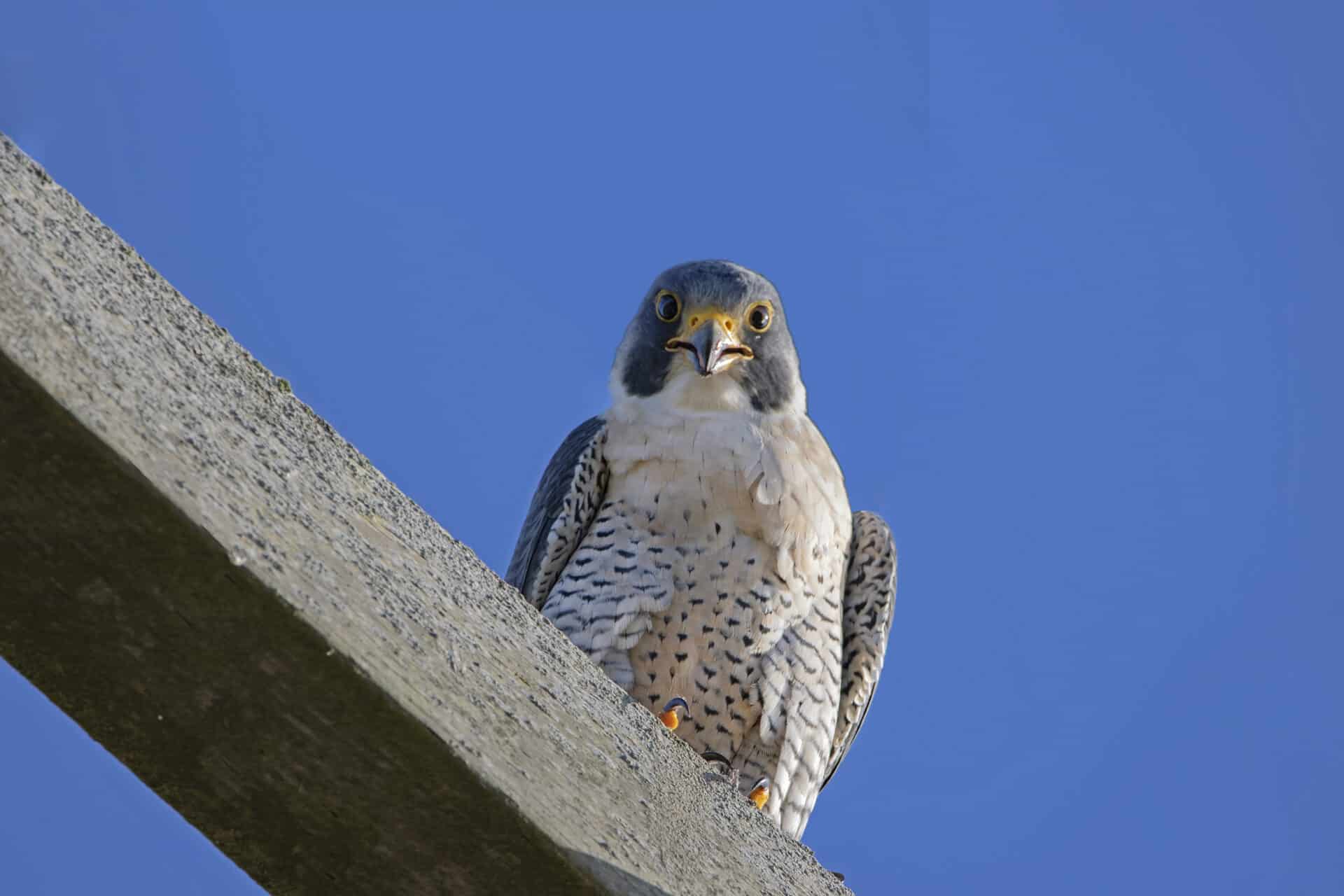 Peregrine Falcon, November 23, 2021
