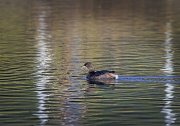 Pied-Billed Grebe, November 23, 2021