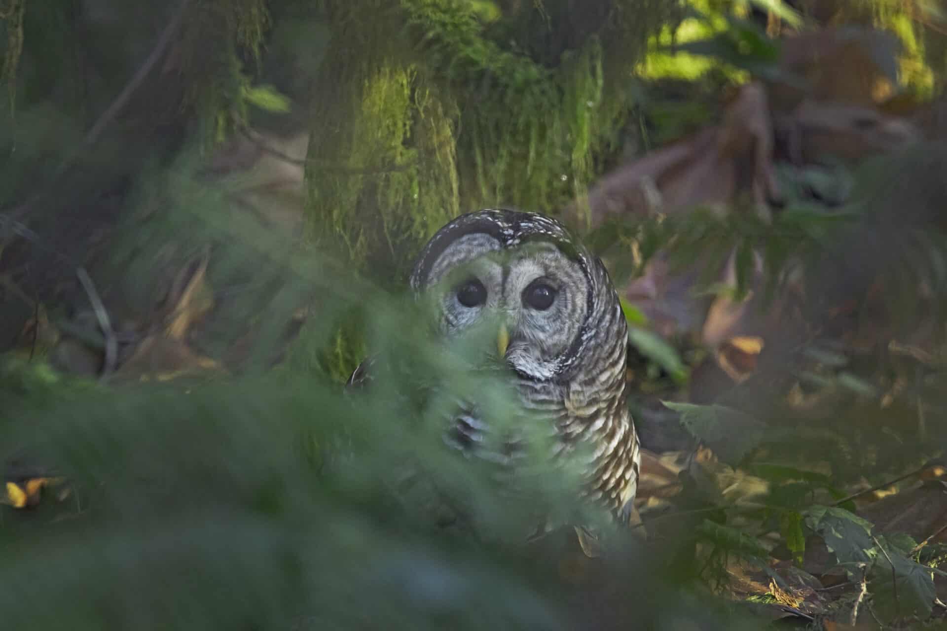 Barred Owl, December 20, 2021